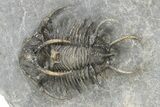 Spiny Ceratarges Trilobite - Top Quality Specimen #241493-2